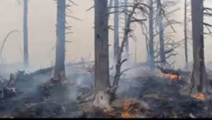 Wildfires contained in Dornod and Selenge provinces